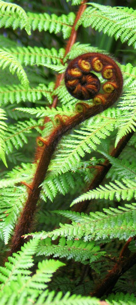 How To Grow Nz Fern | Home and Garden Reference