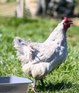 Lavender Orpington Chickens Eggs Color Size Care Pictures