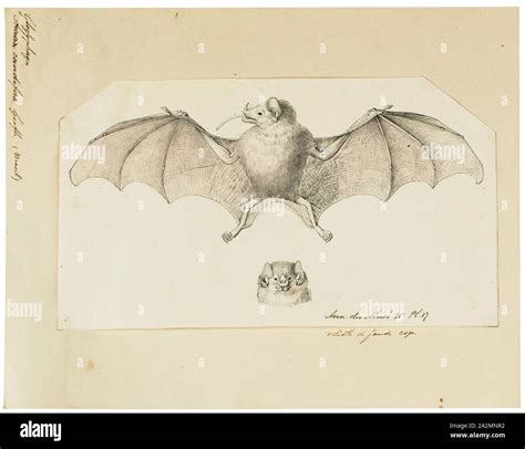 Glossophaga Caudifera Print Glossophaga Is A Genus Of Bats In The