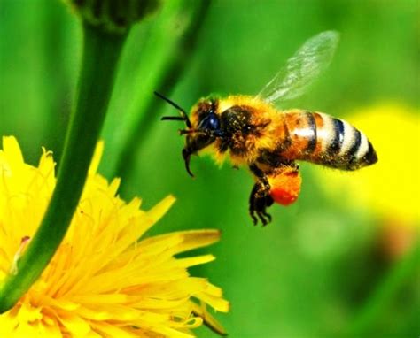 Give Bees A Chance They Are Very Important It Is What It Is