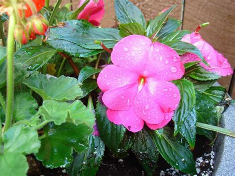 Tips For Growing Impatiens In Pots A Guide To Propagation Planting