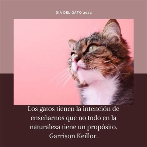 Feliz Día Del Gato 2022 Imágenes Con Frases Cortas Y Bonitas Para Compartir Unión Guanajuato