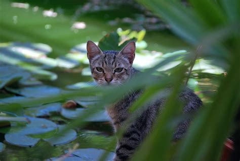 Cat Tabby Garden Free Photo On Pixabay Pixabay