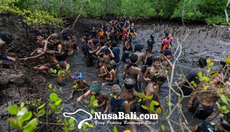 Nusabali Gunakan Media Lumpur Tradisi Mebuug Buugan Desa Adat