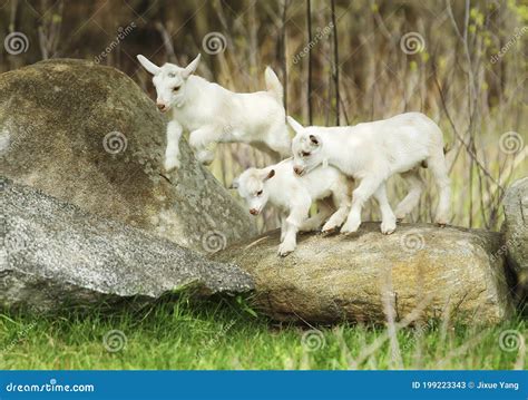 Lovely Baby Goat on Farm stock image. Image of livestock - 199223343