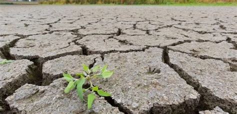 Habrá Emergencia Agropecuaria Por Sequía En Diez Departamentos De Salta