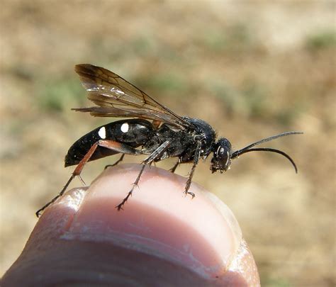 Episyron Rufipes Female Beckton Bunny Hampshire B Flickr