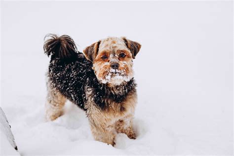 Bundle Up, Pup: A Veterinarian’s Guide to Cold Weather Safety for Pets