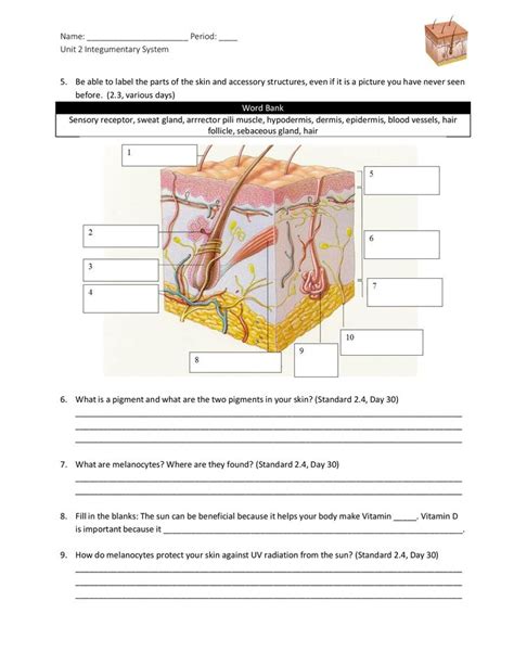 Integumentary System Worksheet Answers Integumentary System Worksheets Simplifying Algebraic