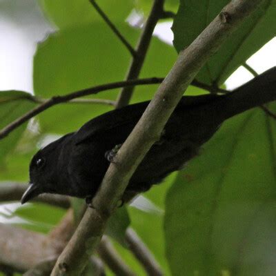 Jamaican Becard Pachyramphus Niger BirdWeather