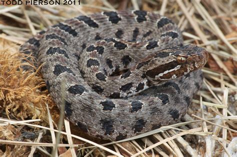 Pygmy Rattlesnake Reptiles Of Alabama · Inaturalist