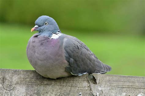 The Ultimate Guide To Wood Pigeons Everything You Need To Know