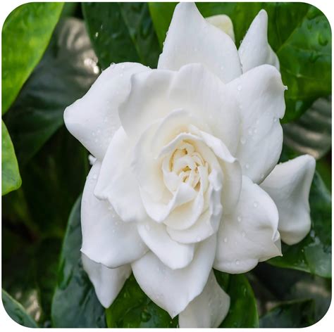 Gardenia Fragrance Oil Kcs Home Fragrances