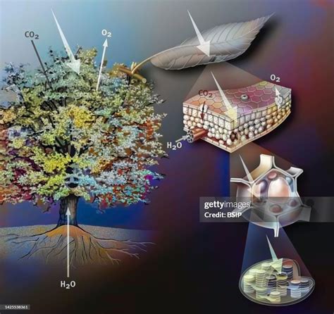 Photosynthesis Drawing High-Res Vector Graphic - Getty Images