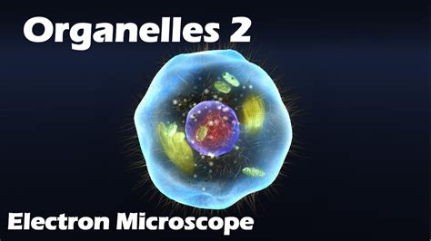 Cell Organelles Under Microscope