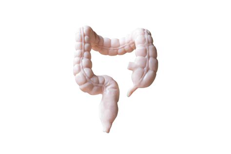 Anatomical Model Of Human Large Intestines Isolated On A White