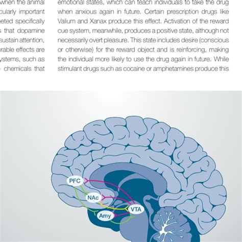 Circuits And Key Regions Involved In The Brain S Reward System Download Scientific Diagram