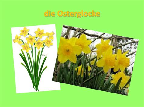 PPT Der Frühling ist schon da PowerPoint Presentation free