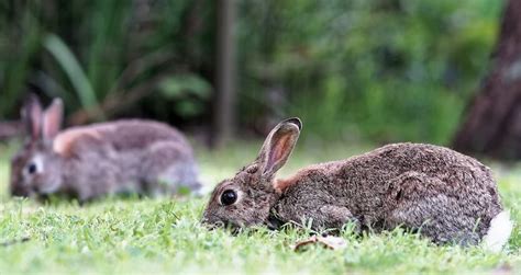 8 Kid Friendly Farm Animals That Make The Best Pets – BestFarmAnimals