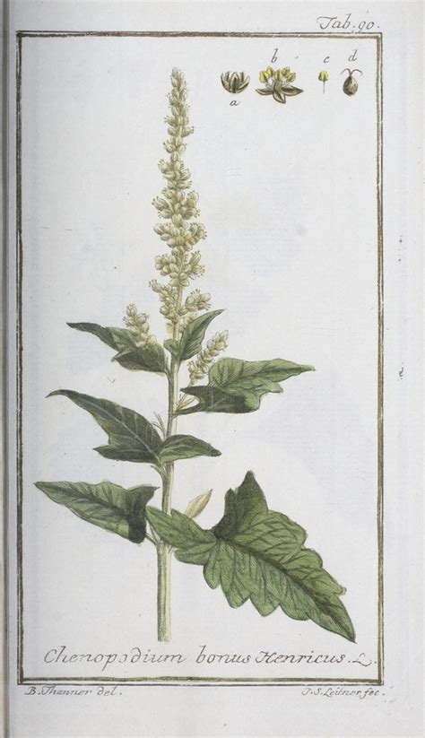 N W Icones Plantarum Medicinalium N Rnberg Auf Flickr