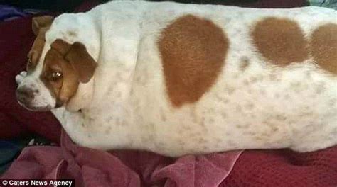 ‘lazy Jack Russell Sheds Half Of Her 80 Pound Bulk Jack Russell Fat