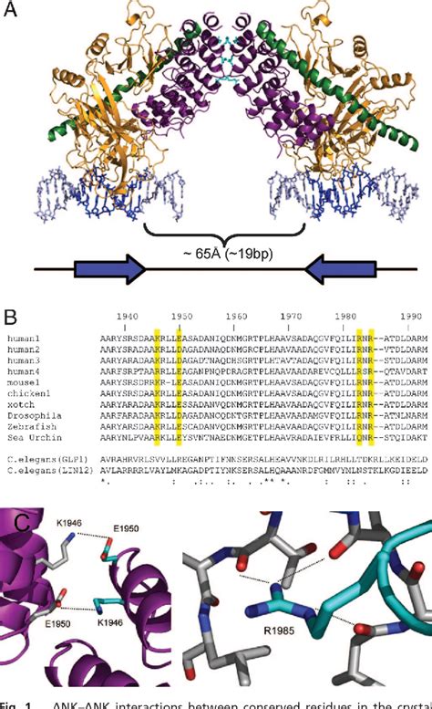 Figure 2 From Cooperative Assembly Of Higher Order Notch Complexes