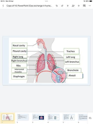 Gas Exchange In Humans Flashcards Quizlet