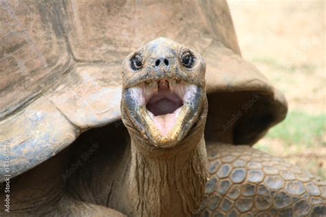 Aldabra Giant Tortoise Dipsochelys Gigantea This Reptile Is The