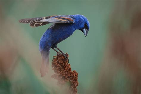 Canon EOS R5 Mark II In Use: Sports and Wildlife Photography | B&H eXplora