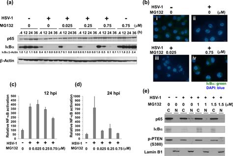 Mg Suppresses Hsv Mediated Nf B Activation A Effects Of Hsv