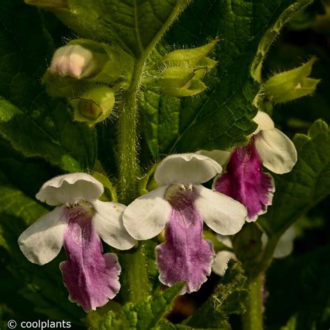 Melittis Melissophyllum Royal Velvet Distinction Buy Plants At