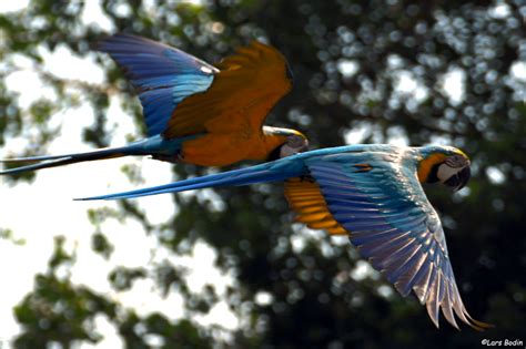 Ara Ararauna Blue And Yellow Macaw Encyclopedia Of Parrots