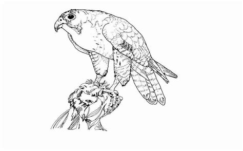 Out Peregrine Falcon Coloring Page