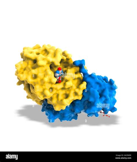 Ricin molecule. Computer artwork showing the structure of a molecule of ...