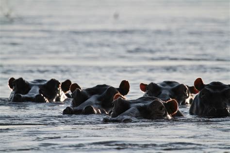 The Incredible Wildlife Of The Zambezi River | AFKTravel