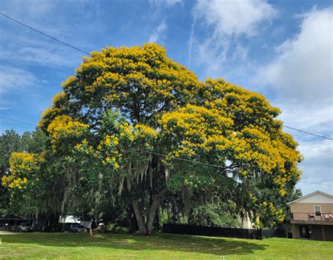 Whats In Bloom South American Yellow Poinciana Ufifas Extension