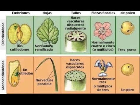 Diferencias entre monocotiledóneas y dicotiledóneas YouTube