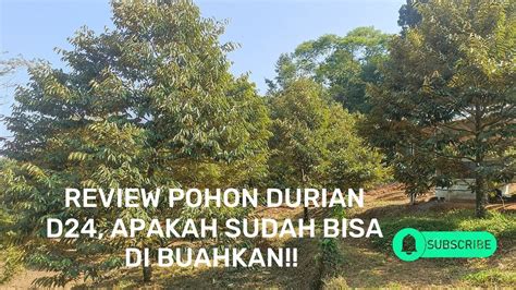 REVIEW POHON DURIAN D24 SUDAH BISA DI BUAHKAN ATAU BELUM Durian