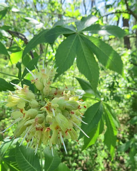 Sow Wild Natives-Ohio Buckeye (Aesculus glabra)