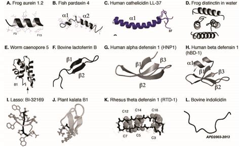 3d Structure Of Antimicrobial Peptides