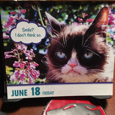 Grumpy Cat Imgur