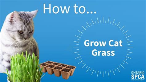 How To Grow Cat Grass Easy Step By Step Guide Youtube