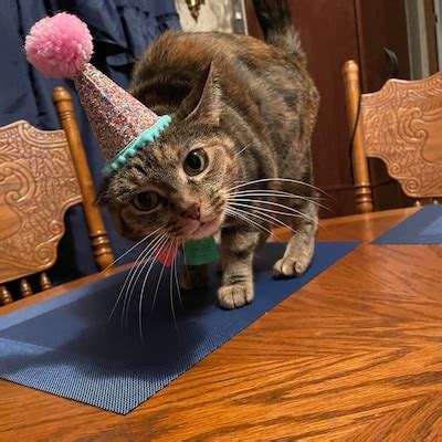 Cat Birthday Hat Pet Party Hat Puppy Birthday First Birthday Puppy ...