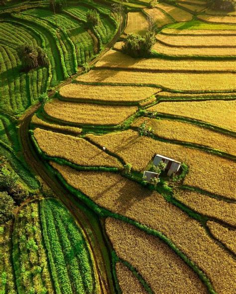 Sunlit Terraced Fields In The Green Countryside Fertile Farmland Green