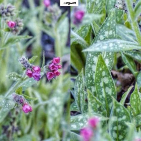 Lungwort Pulmonaria Raspberry Splash Type Evergreen Perennial Exposure