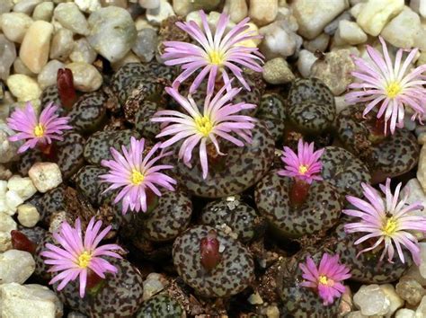 Conophytum Obcordellum Var Ceresianum Spectabile Lithops Plants