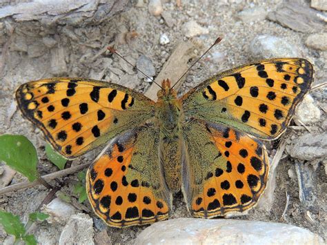 Issoria Lathonia Queen Of Spain Fritillary Kleiner Perlmut Xulescu