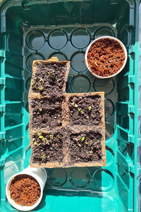 Urban Gardening Gem Se Auf Dem Balkon Anbauen So Klappt S