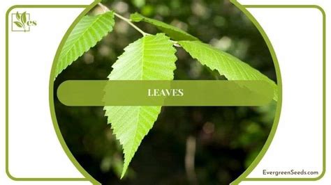 Elm Tree Identification: Specific Leaves, Seeds, and Bark - Evergreen Seeds