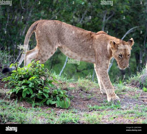 Sub Adult African Lion Panthera Leo Resting In Kruger National Park